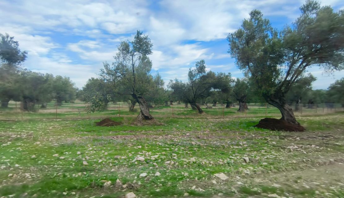 Ayvalık’ta Arsa ve Zeytinlik Yatırımı